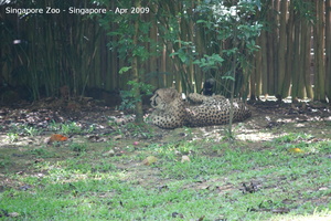 20090423 Singapore Zoo  24 of 97 